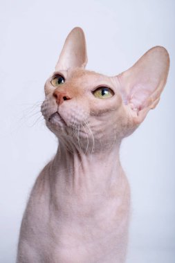 Sphynx kedisi beyaz arkaplanda izole edilmiş görünüyor
