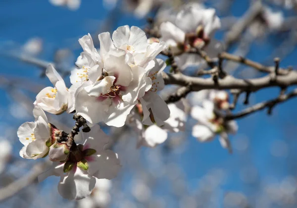 Close Beautiful Almond Flower — Stock Photo, Image