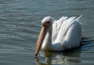 Büyük beyaz pelikan suda yüzüyor. Pelikan suya yansıyor..
