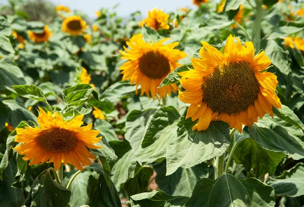 Champ Tournesols Sur Fond Ciel — Photo