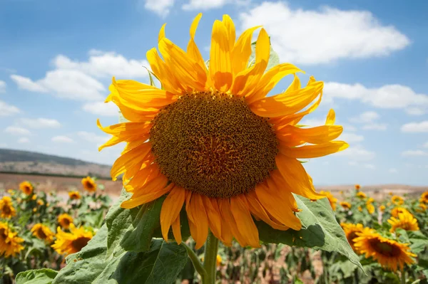 Champ Tournesols Sur Fond Ciel — Photo