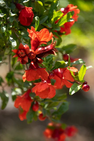 Granatapfelblüten Reifender Granatapfel Baum — Stockfoto