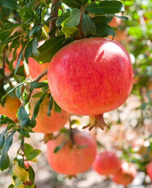 Granatapfelfrüchte am Ast — Stockfoto