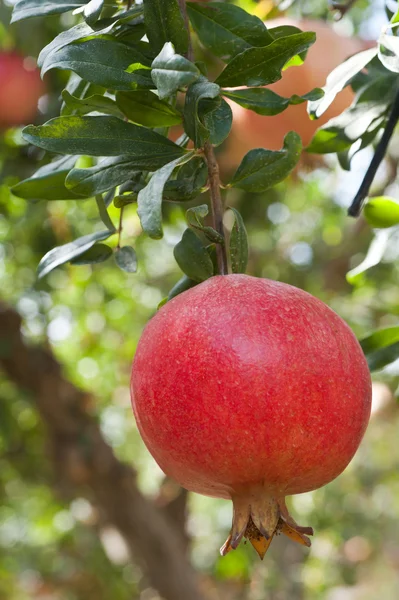 Fruta de granada en rama de árbol — Foto de Stock