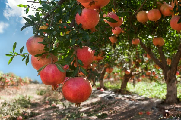 Pomegranate fruits on tree branch — Stock Photo, Image