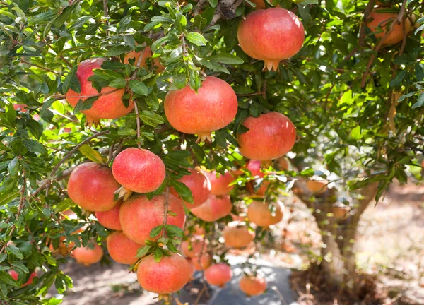 Frutos de granada en rama de árbol —  Fotos de Stock