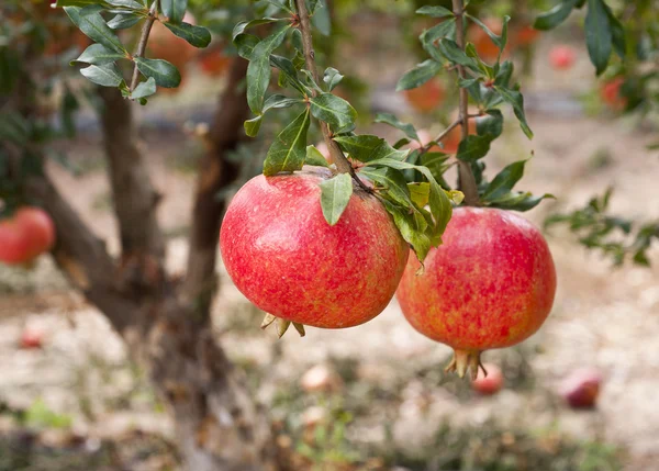 나무 가지에 석류 과일 — 스톡 사진