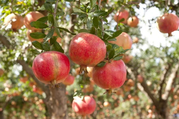 Pomegranate fruits on tree branch — Stock Photo, Image