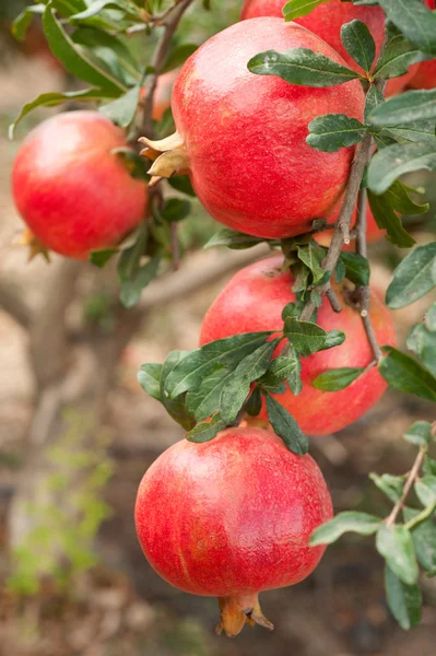 Pomegranate fruits on tree branch — Stock Photo, Image