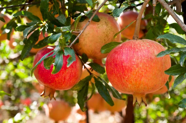 Granatäpple frukt på trädgren — Stockfoto