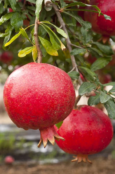 Fruta de granada madura — Foto de Stock