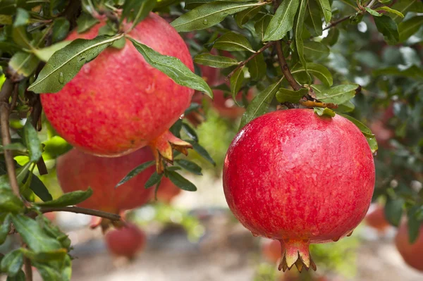 Fruta de granada madura — Foto de Stock