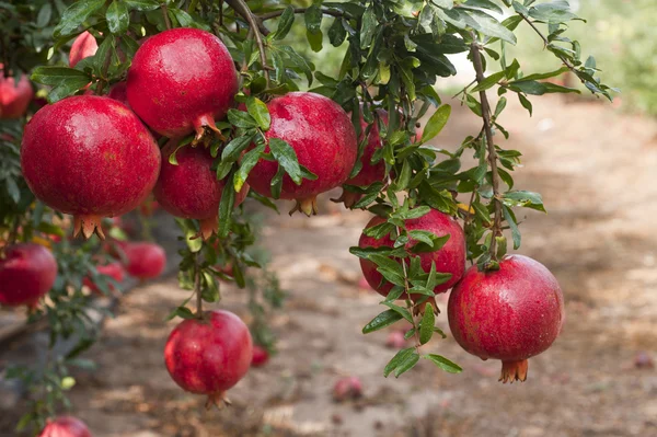 Fruta de granada madura — Foto de Stock