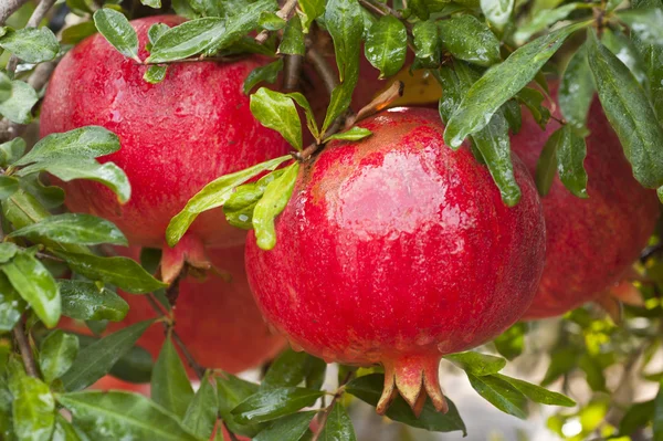 Mogen granatäpple frukt — Stockfoto