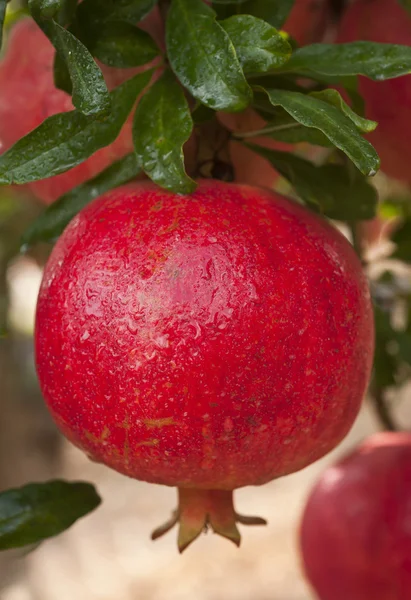 Mogen granatäpple frukt — Stockfoto