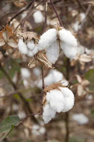 Cotton fields white — Stock Photo, Image