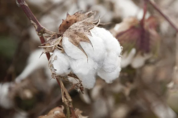 Cotton fields white — Stock Photo, Image