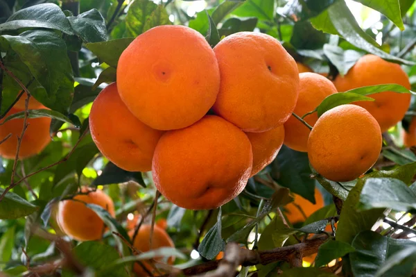 Rijpe oranje vruchten — Stockfoto