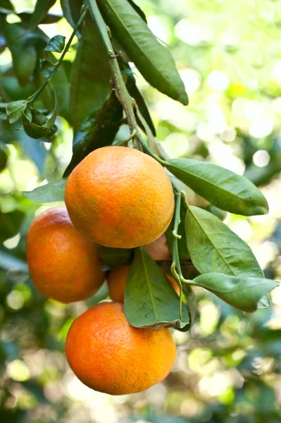 Zralé oranžové plody — Stock fotografie
