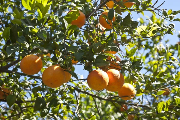 Mogna orange frukter — Stockfoto