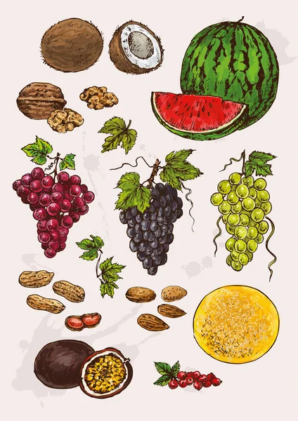 Handzeichnen Früchte — Stockvektor
