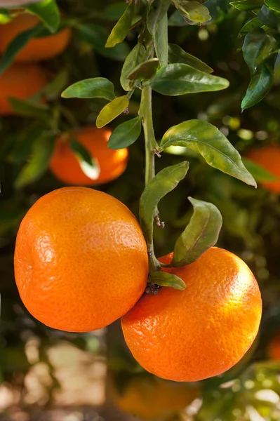 Olgun mandalina ağacı dalı