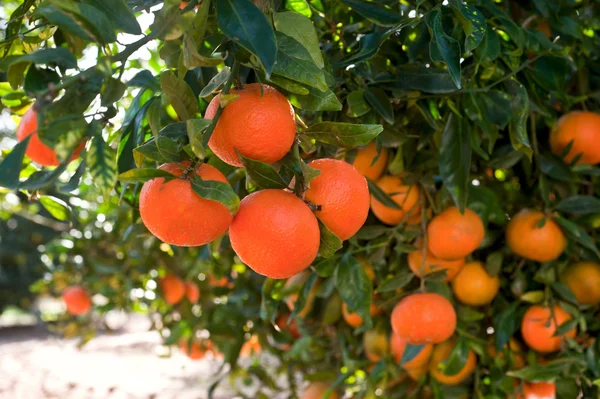 Tangerinas maduras em um galho de árvore — Fotografia de Stock