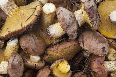 taze mantar arka plan