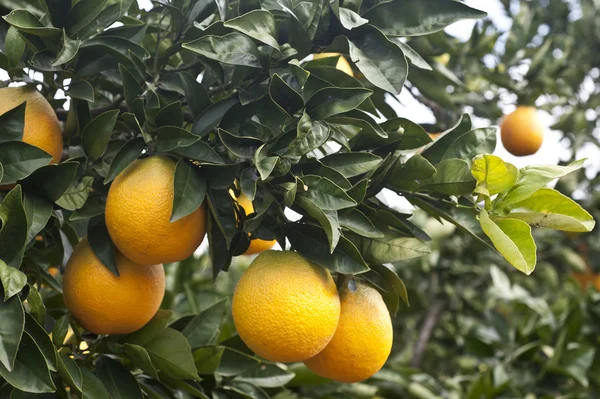 Sinaasappelbomen in de tuin — Stockfoto