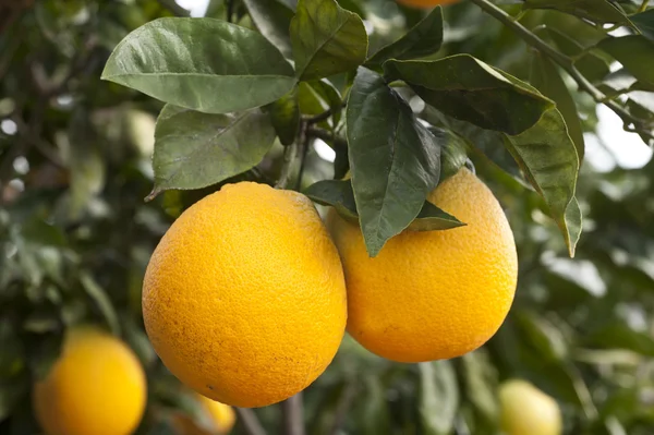 Апельсиновые деревья в саду — стоковое фото