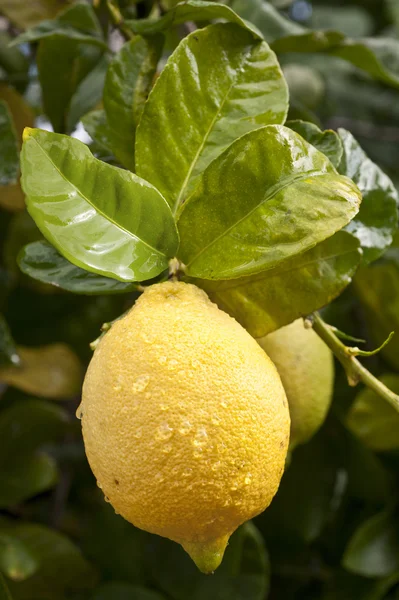 Citroner på en trädgren — Stockfoto