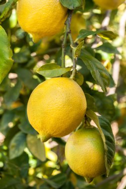 Olgun limon ağacı dalı