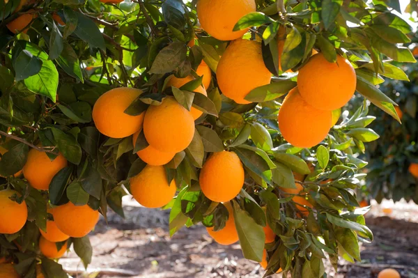 Oranžové stromy v zahradě — Stock fotografie