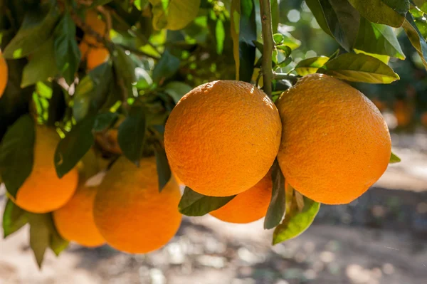 Oranje bomen in de tuin — Stockfoto