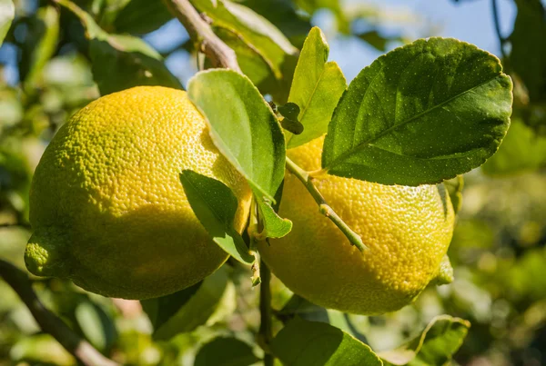 Zralé citron na větev stromu — Stock fotografie