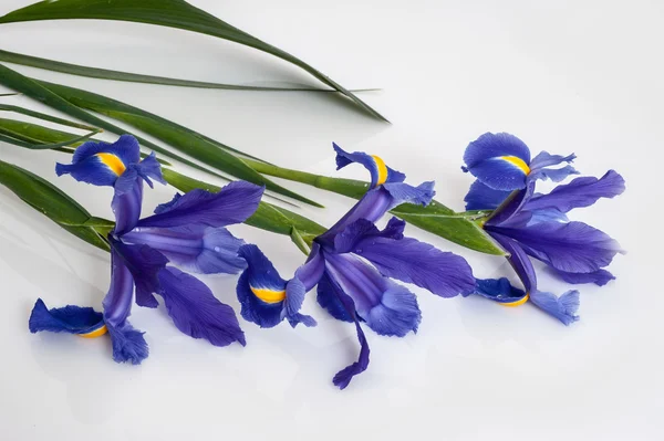 Blue iris flowers — Stock Photo, Image