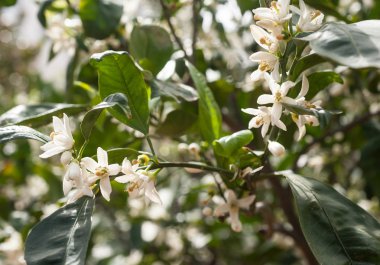 Çiçekli elma ağacı.