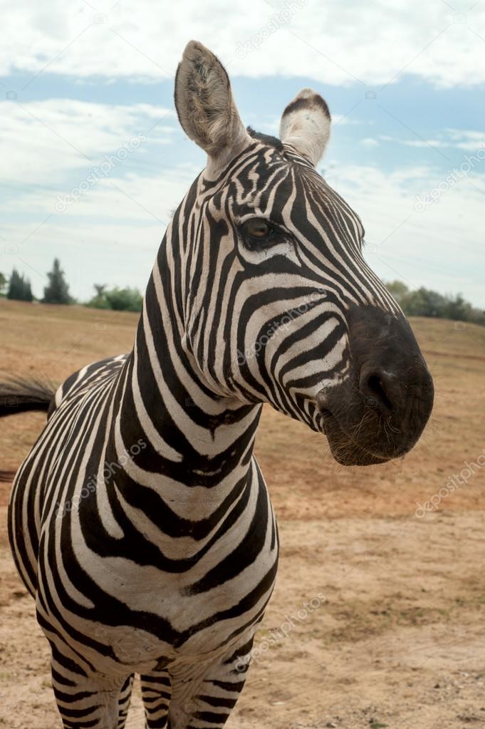 Zebra in dry grasslands