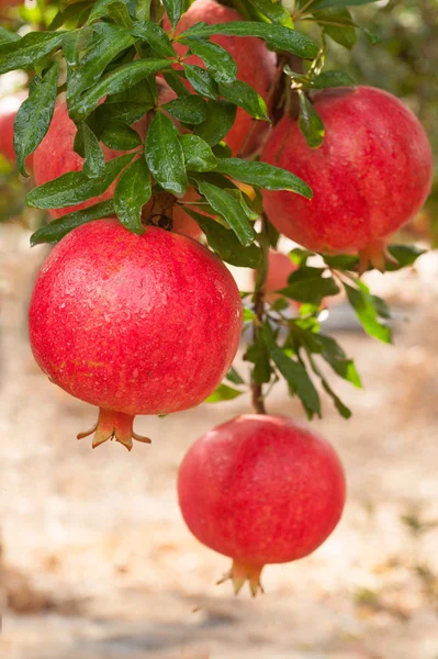 Ripe pomegranate fruits — Stock Photo, Image