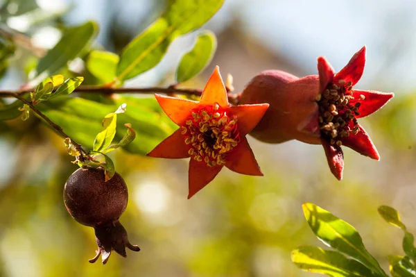 Branch with pomegranates blossoms — Stock Photo, Image