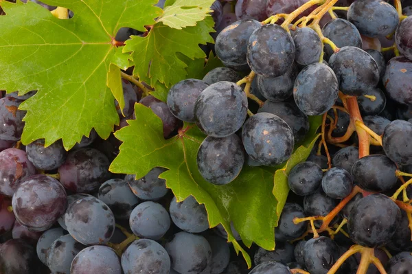 Branche de raisins noirs mûrs — Photo