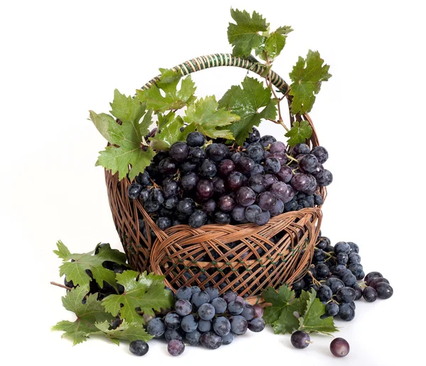 Zralé černé hroznové víno v košíku — Stock fotografie