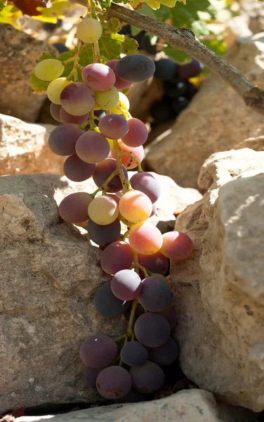 wild grapes on a branch