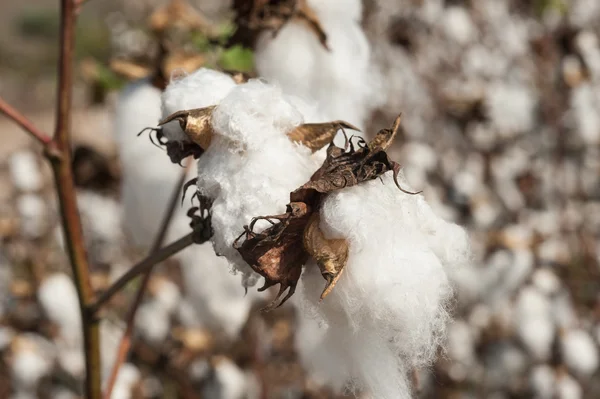 Poussettes en coton sur le terrain — Photo