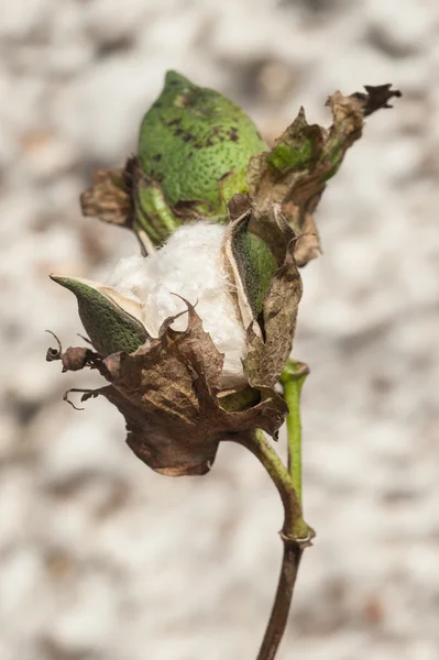 Cotton Boll in Field — Stock Photo, Image