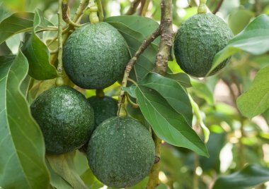Avocado fruits growing on tree clipart