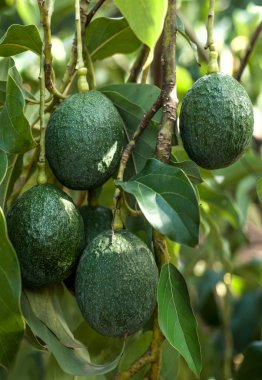 Avocado fruits growing on tree clipart