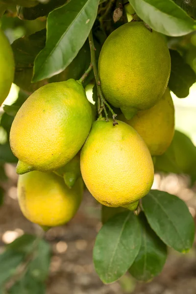 Лимоны висят на дереве — стоковое фото