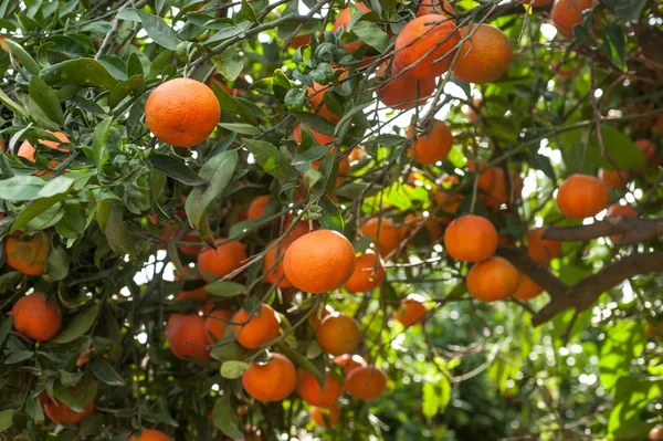Rijp mandarijnen op boom — Stockfoto
