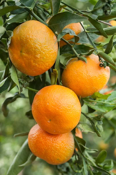 Ramo de tangerinas maduras — Fotografia de Stock